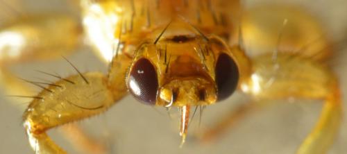 Réf. 213 661 : Lipoptena cervi